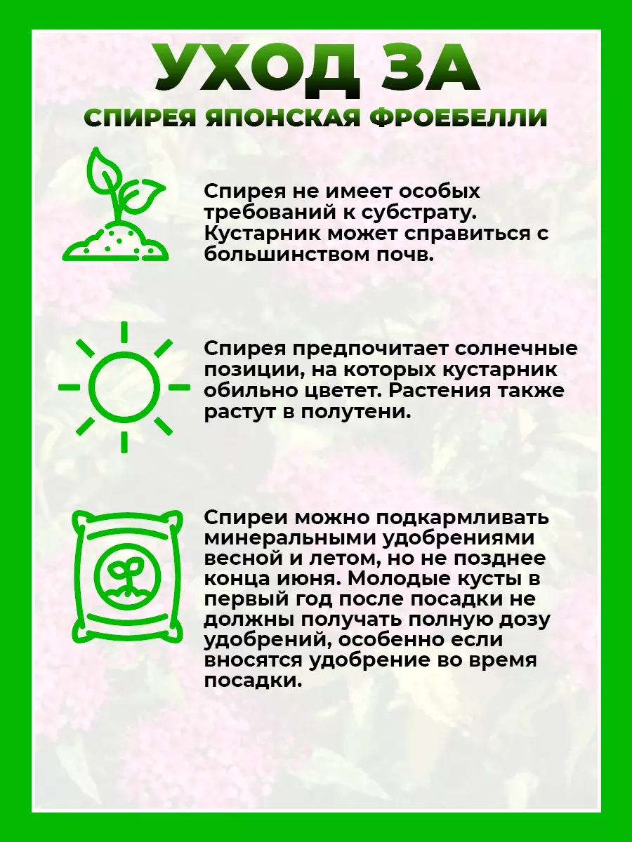 Спирея японская Фробели