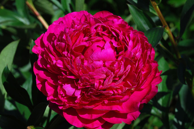 Пион канзас фото и описание Пион молочноцветковый Канзас (Paeonia laktiflora Kansas) - Питомник Летний сад