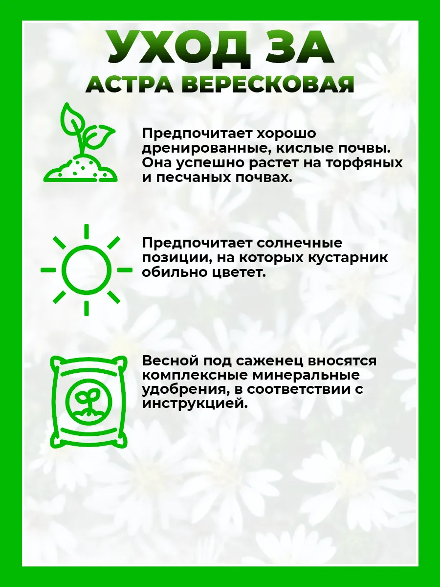 Астра вересковая