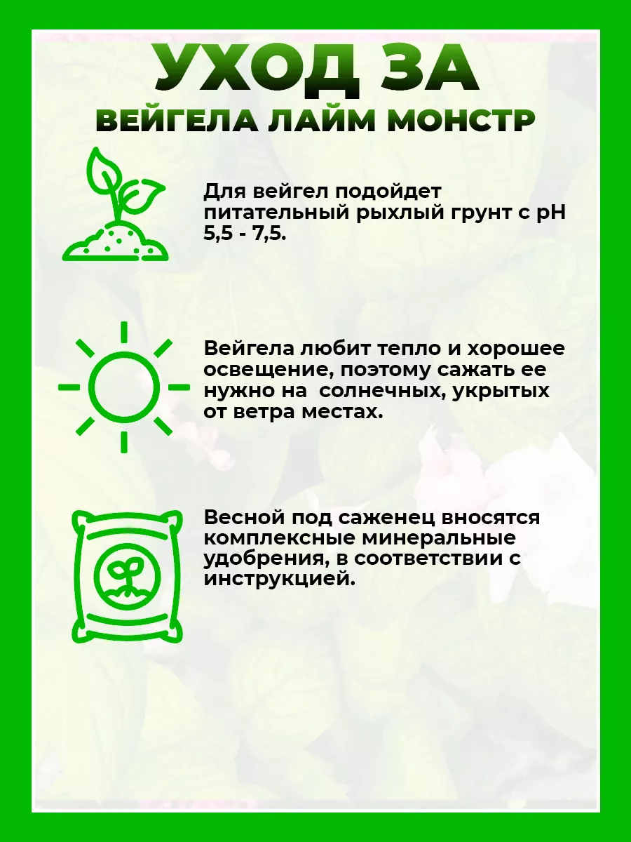 Вейгела цветущая Лайм Монстр
