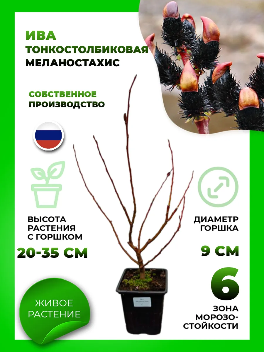 Ива тонкостолбиковая Меланостахис