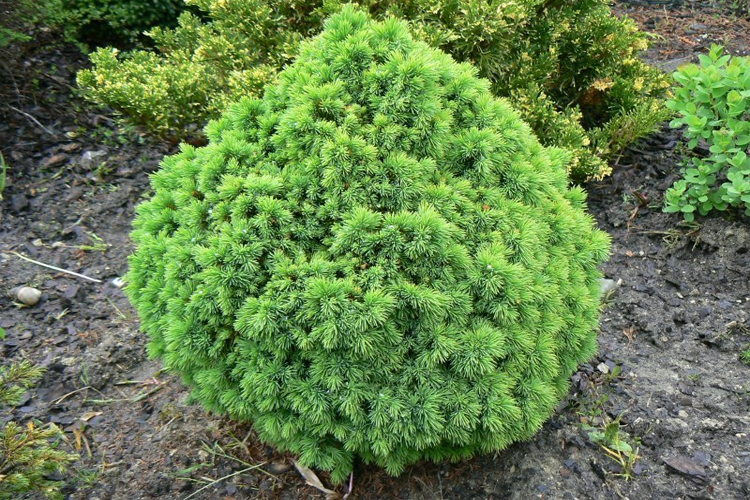 Ель канадская Альберта Глоуб