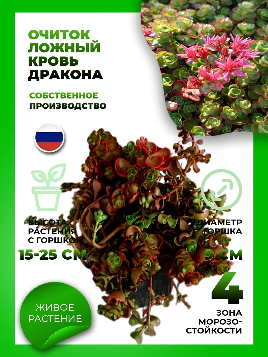 Очиток ложный Кровь Дракона