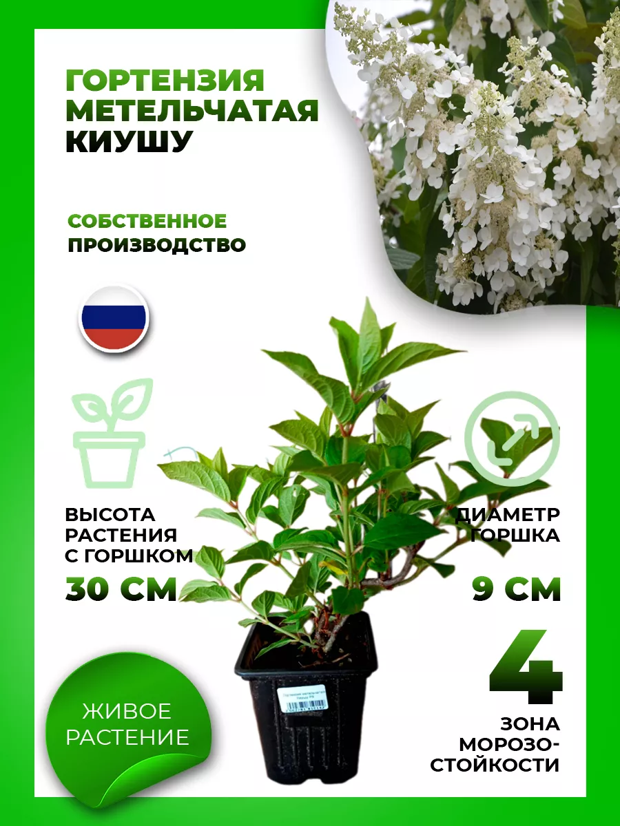 Гортензия метельчатая Киушу