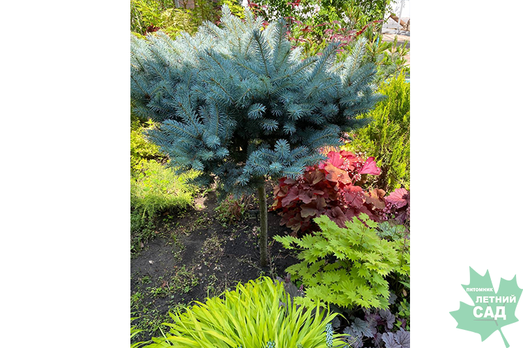 Ель колючая Глаука Глобоза  штамб