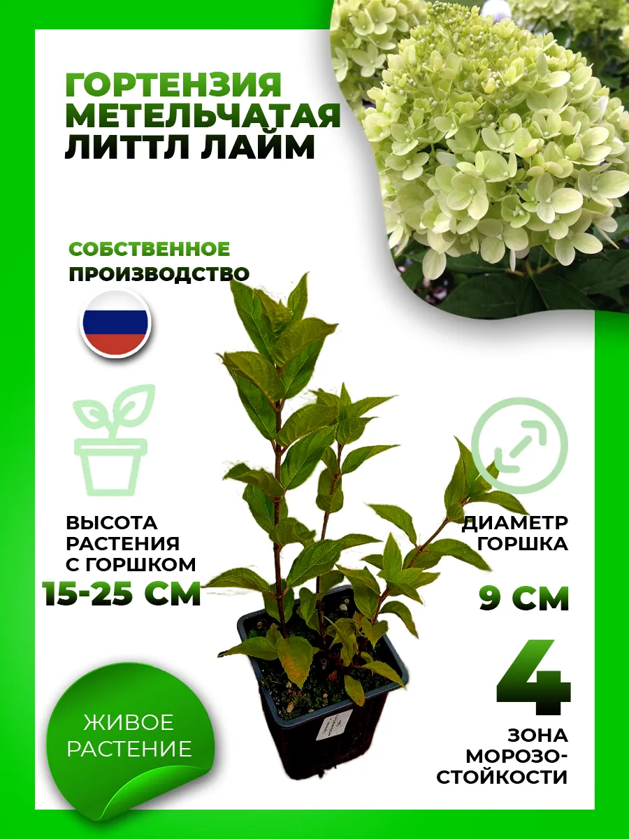 Гортензия метельчатая Литтл Лайм