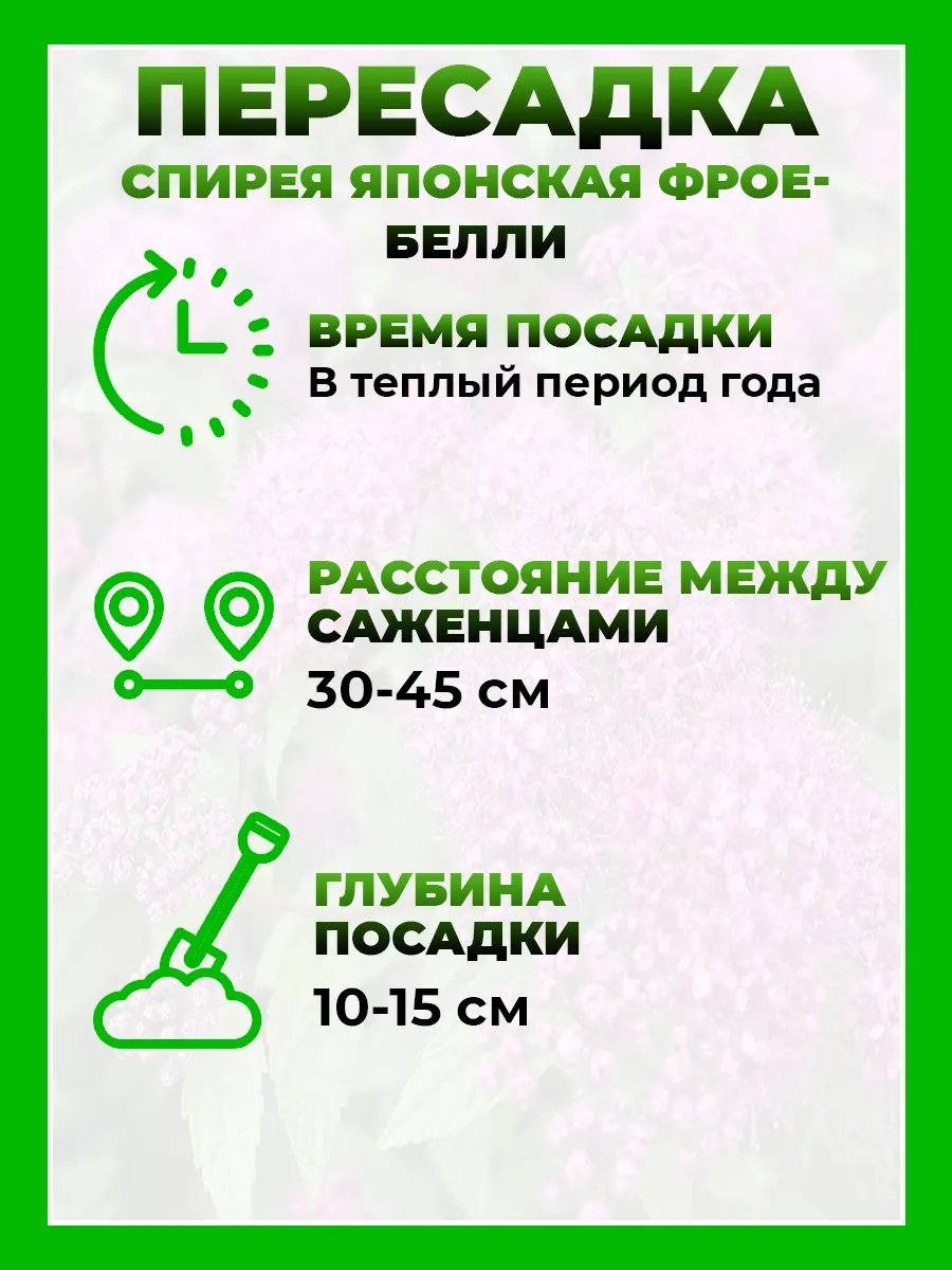 Спирея японская Фробели