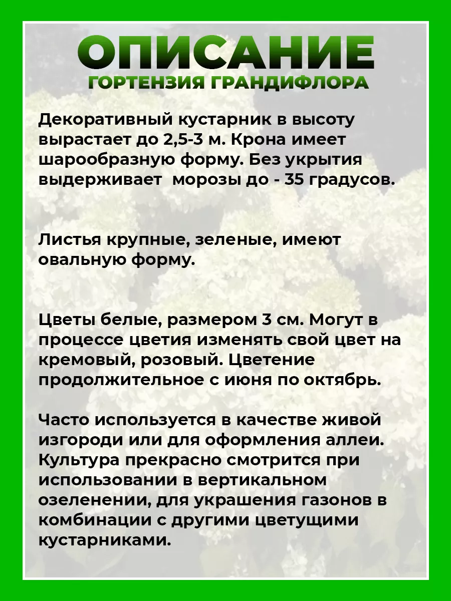 Гортензия метельчатая Грандифлора
