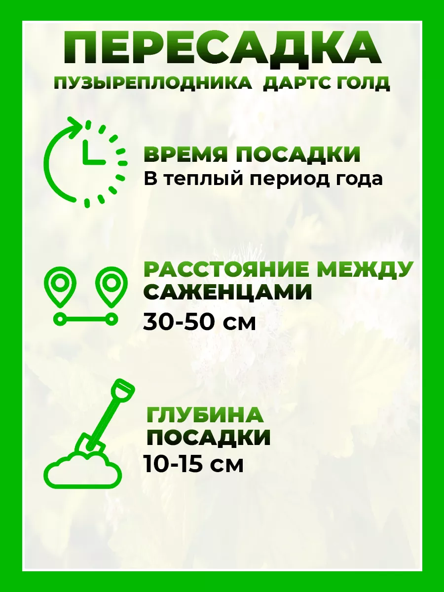 Пузыреплодник калинолистный Дартс Голд