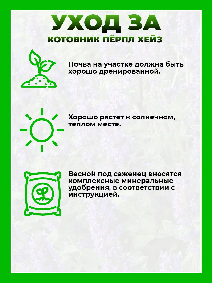 Котовник фассена Пёрпл Хейз