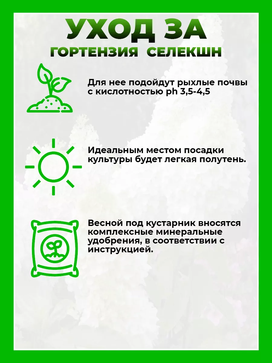 Гортензия метельчатая Селекшн