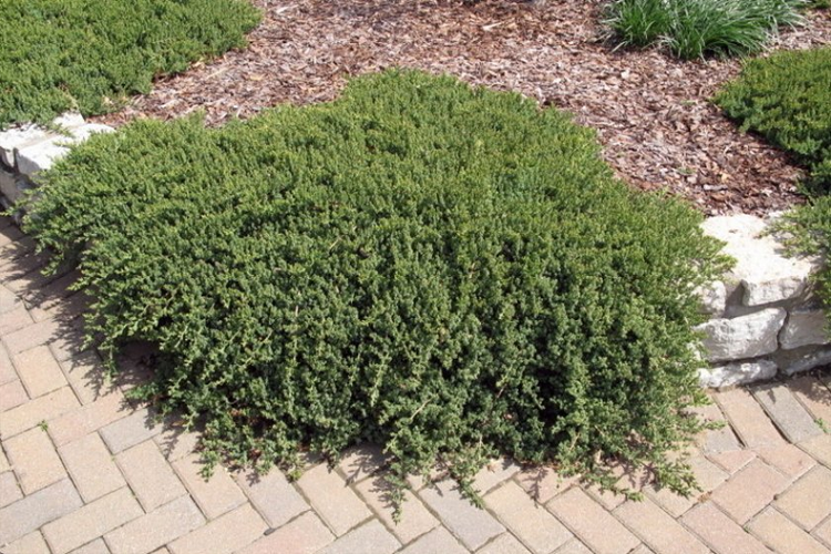 можжевельник лежачий