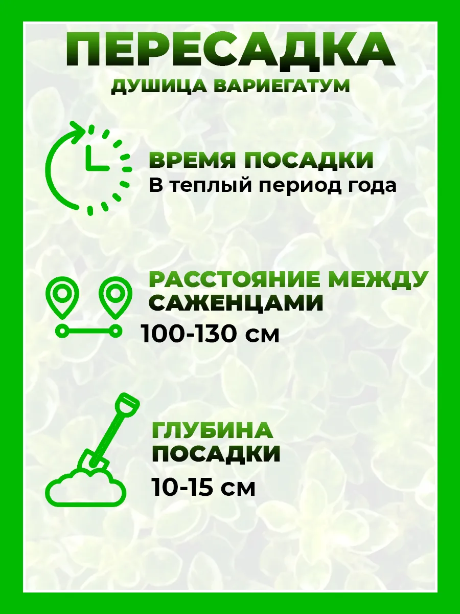 Душица обыкновенная Вариегатум