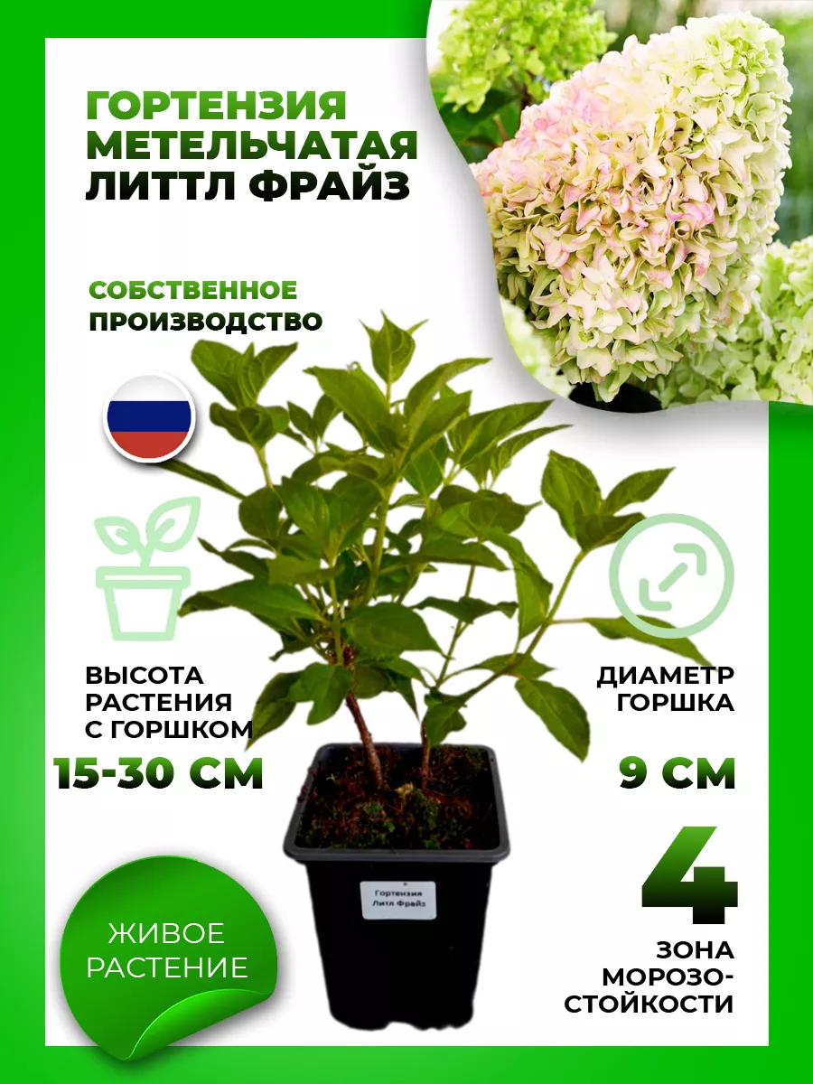 Гортензия метельчатая Литтл Фрайз