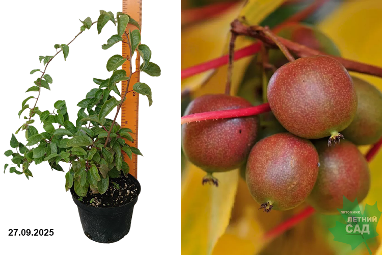 Актинидия Женева (жен.) (Actinidia arguta Geneva) С2 г