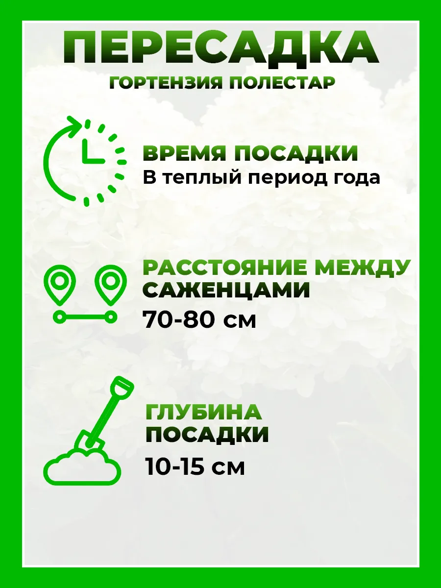 Гортензия метельчатая Полестар
