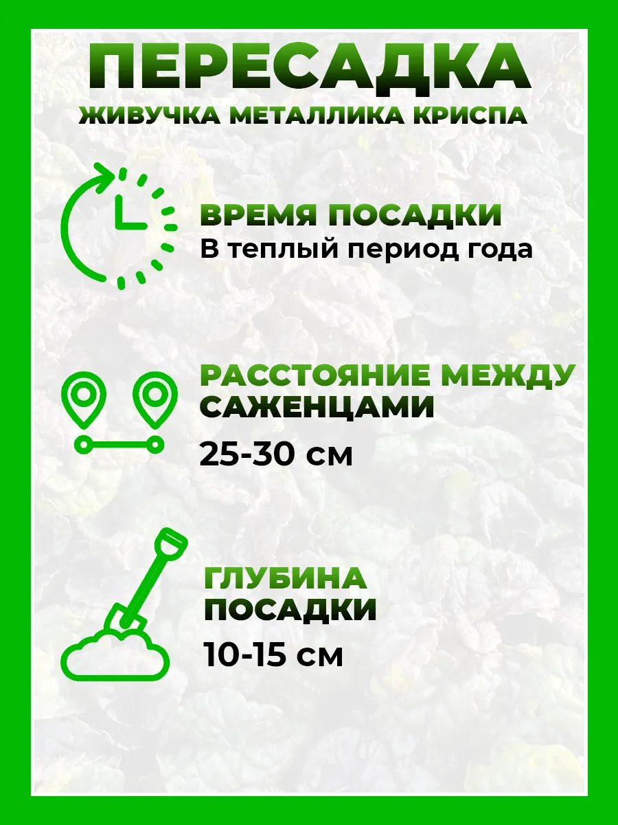 Живучка пирамидальная Металлика Криспа