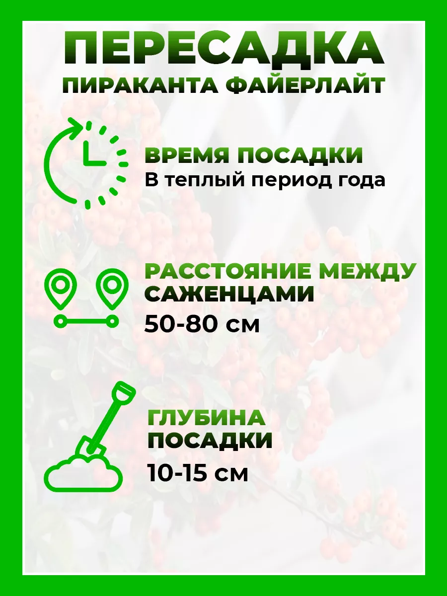 Пираканта гибридная Файерлайт