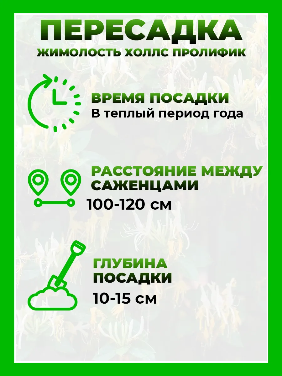 Жимолость японская Холлс Пролифик