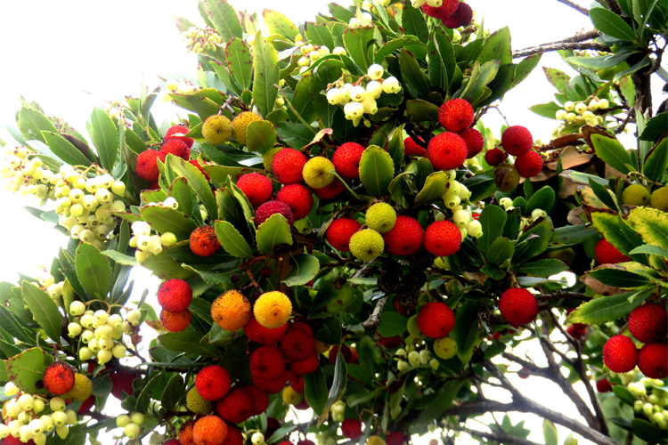 Арбутус (земляничник) Пис энд Лав (Arbutus unedo) Р17