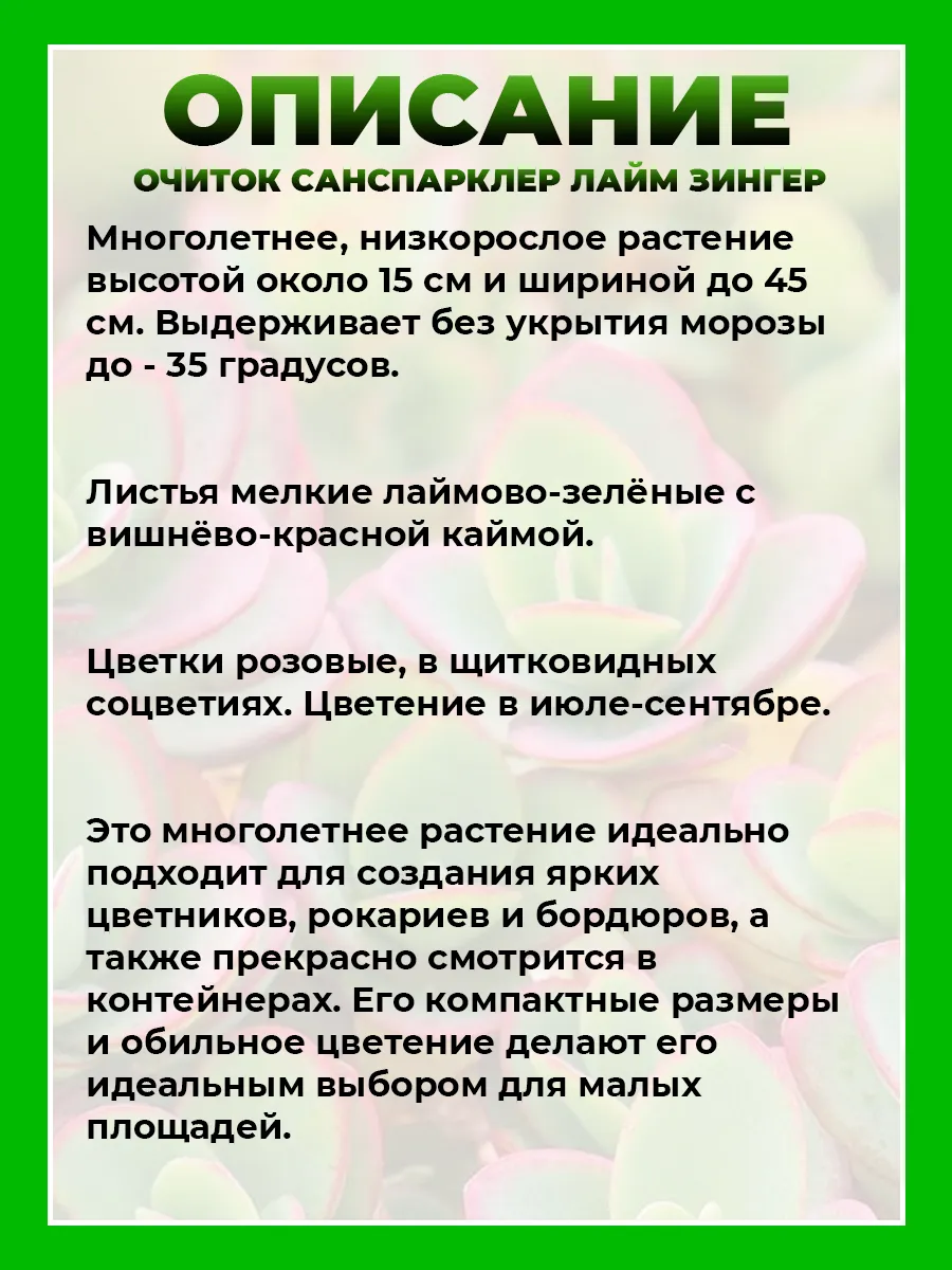Очиток гибридный Санспарклер Лайм Зингер
