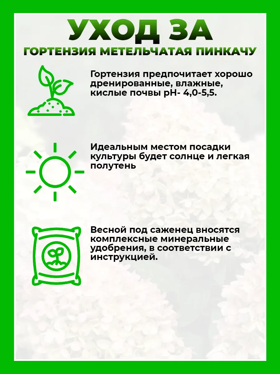 Гортензия метельчатая Пинкачу