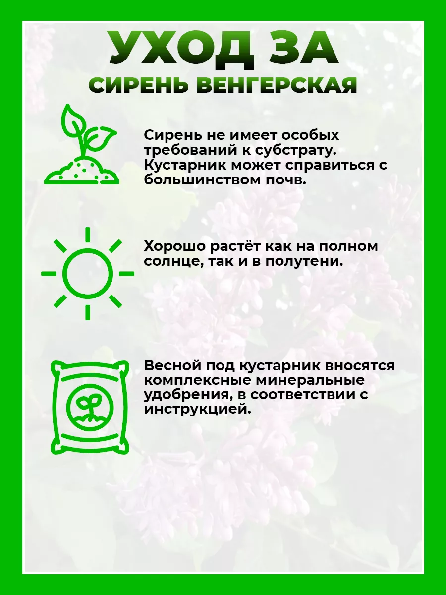 Сирень венгерская