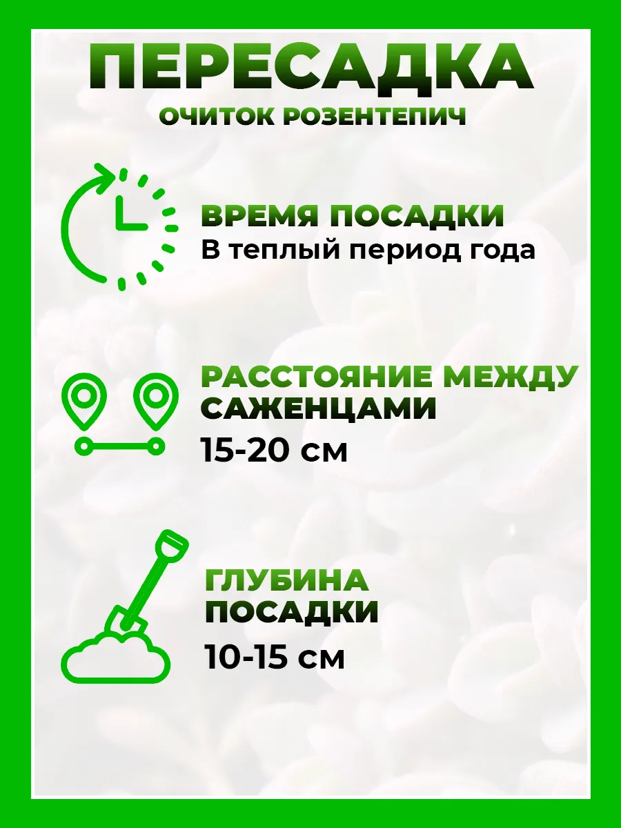 Очиток васильковый Розентепич