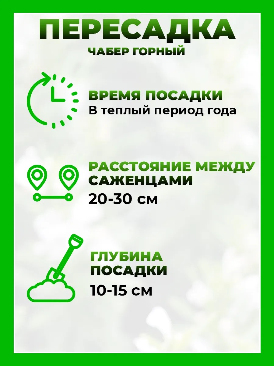Чабер горный