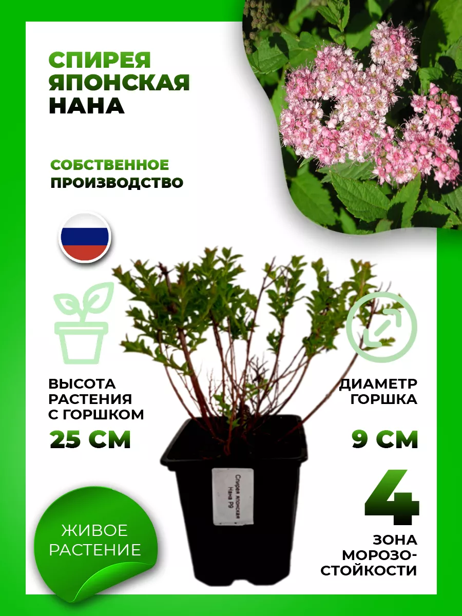 Спирея японская Нана