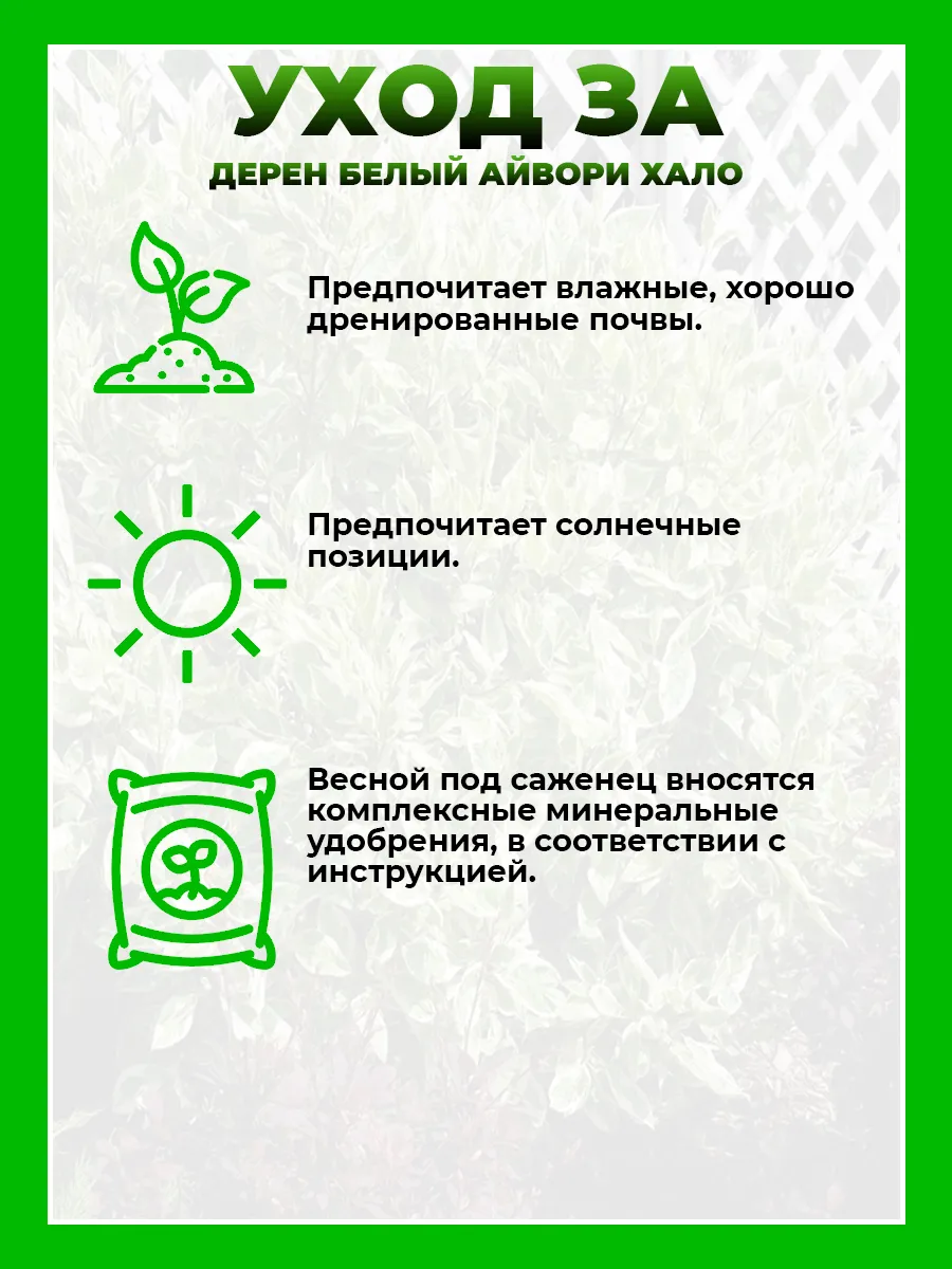 Дерен белый Айвори Хало