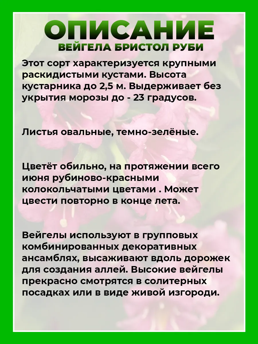 Вейгела гибридная Бристоль Руби