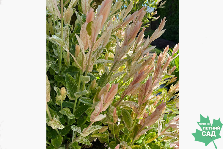 Ива Хакуро-Нишики 2