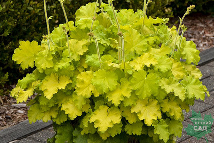 Гейхера Лемон Лав С2