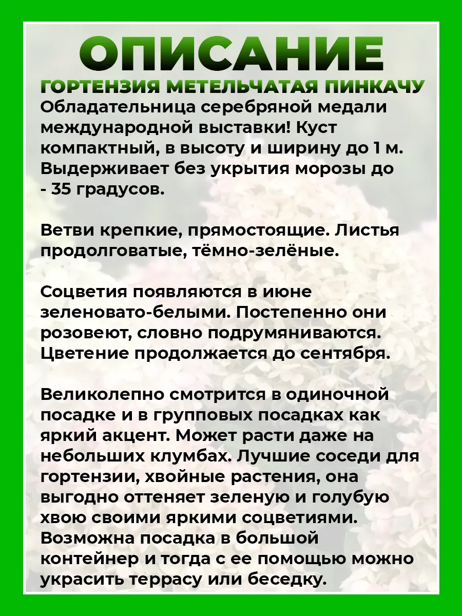 Гортензия метельчатая Пинкачу