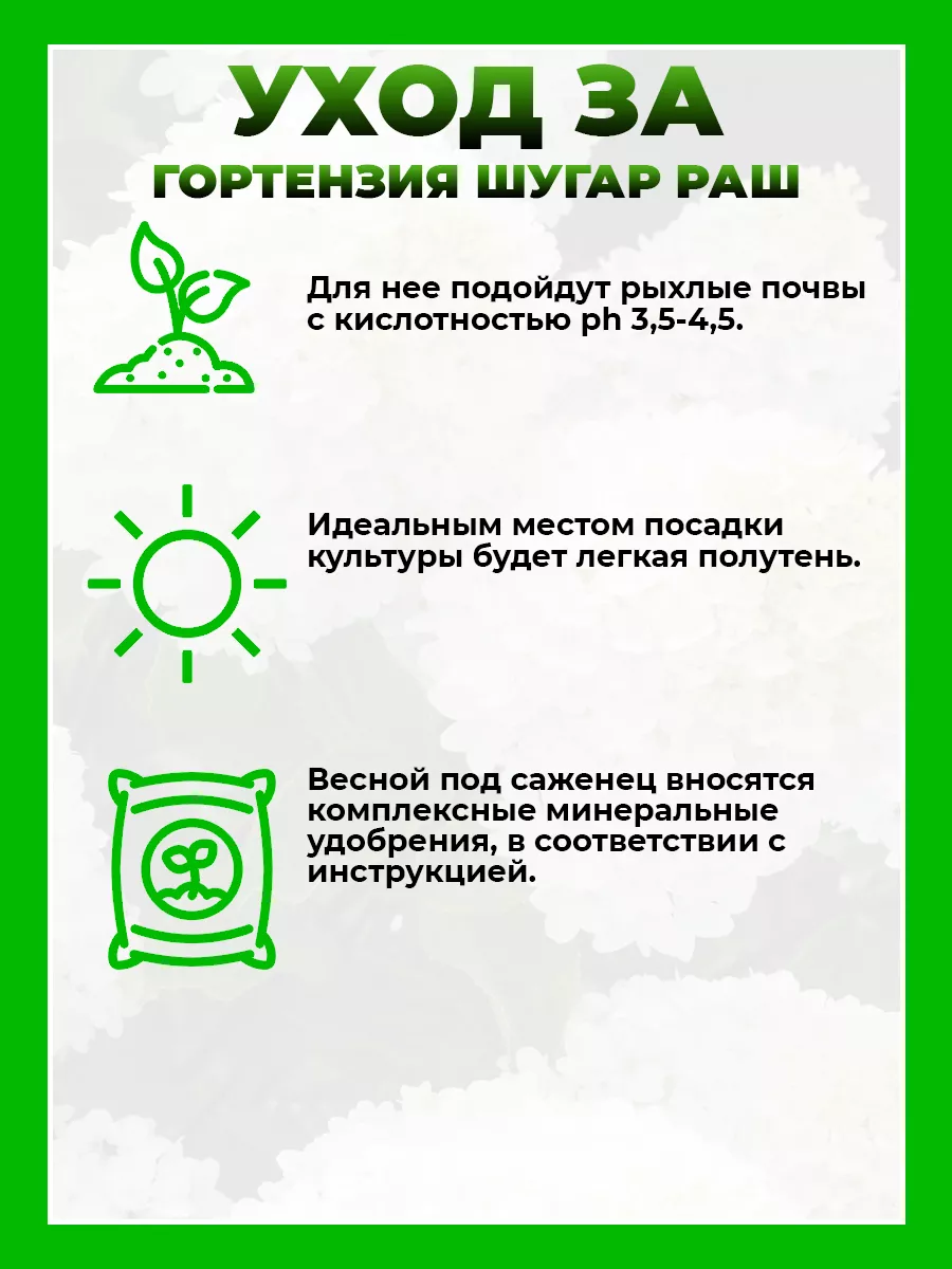 Гортензия метельчатая Шугар Раш