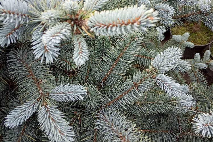 Ель колючая Блю Маунтин С5