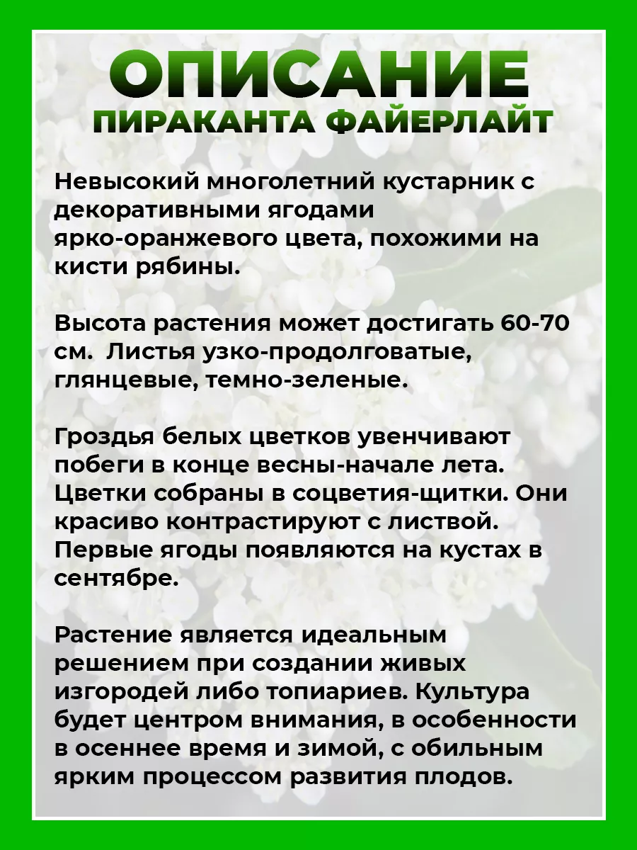 Пираканта гибридная Файерлайт
