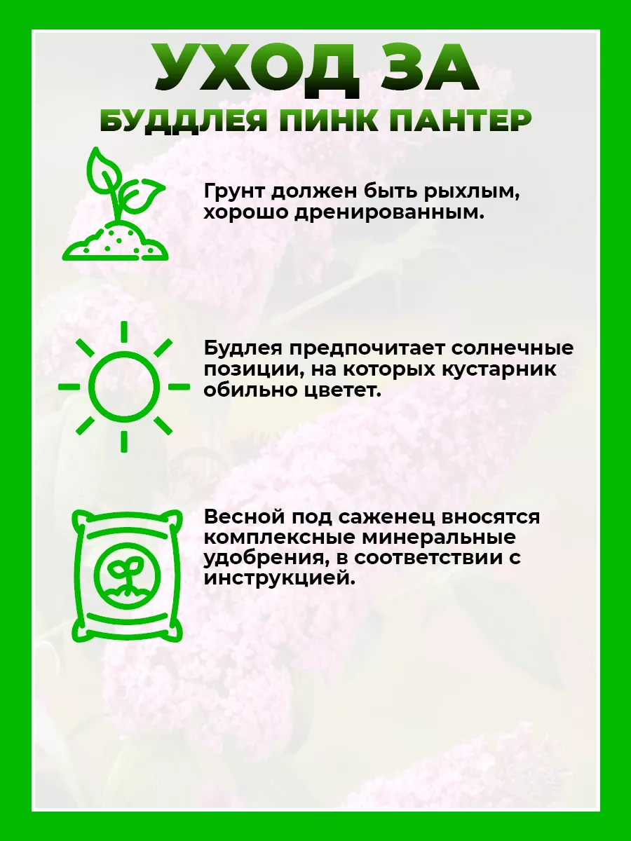 Буддлея Давида Пинк Пантер