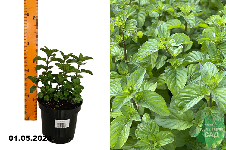 Мята Бергамот (Mentha citrata) С1,5