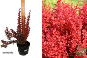 барбарис оранж рокет