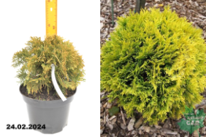 Туя западная Даника Ауреа (Thuja occidentalis Danica Aurea
