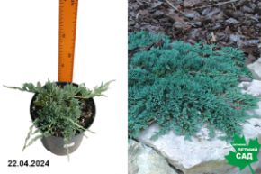 Можжевельник горизонтальный Айси Блю