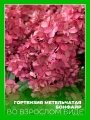 Гортензия метельчатая Бонфайр
