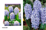 Гиацинт Скай Джекет (Hyacinthus orientalis Sky Jacket) 5шт /уп