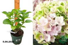 Гортензия кр. Мэджикал Революшен Роуз (Hydrangea m. Magical Revolution Rose) С2