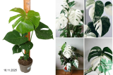 Монстера Деликоза (Monstera deliciosa) Р12