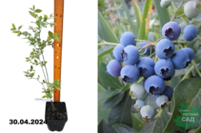 Голубика высокорослая Река (Vaccinium corymbosum Reka) С2
