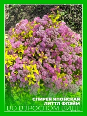 Спирея японская Литтл Флэйм