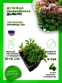Душица обыкновенная Дьябло